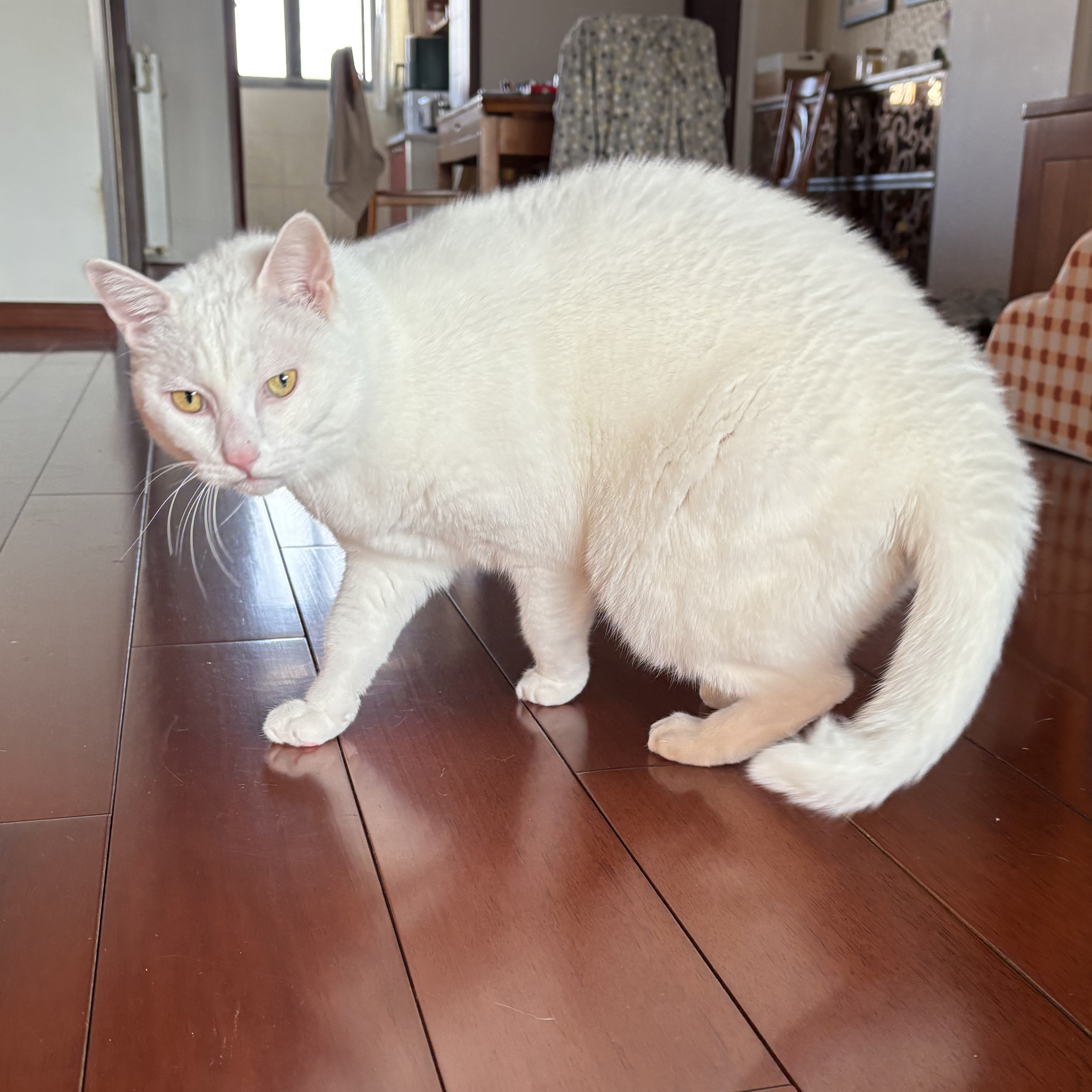 Mimi
